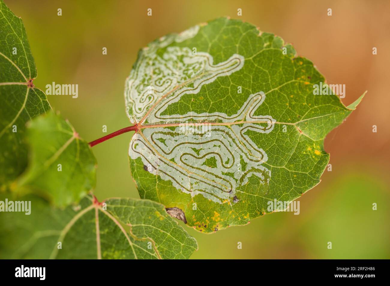 eaf miner (Phyllocnistis labyrinthella), leaf mines in the leaves of common aspen, Populus tremula, Germany Stock Photo