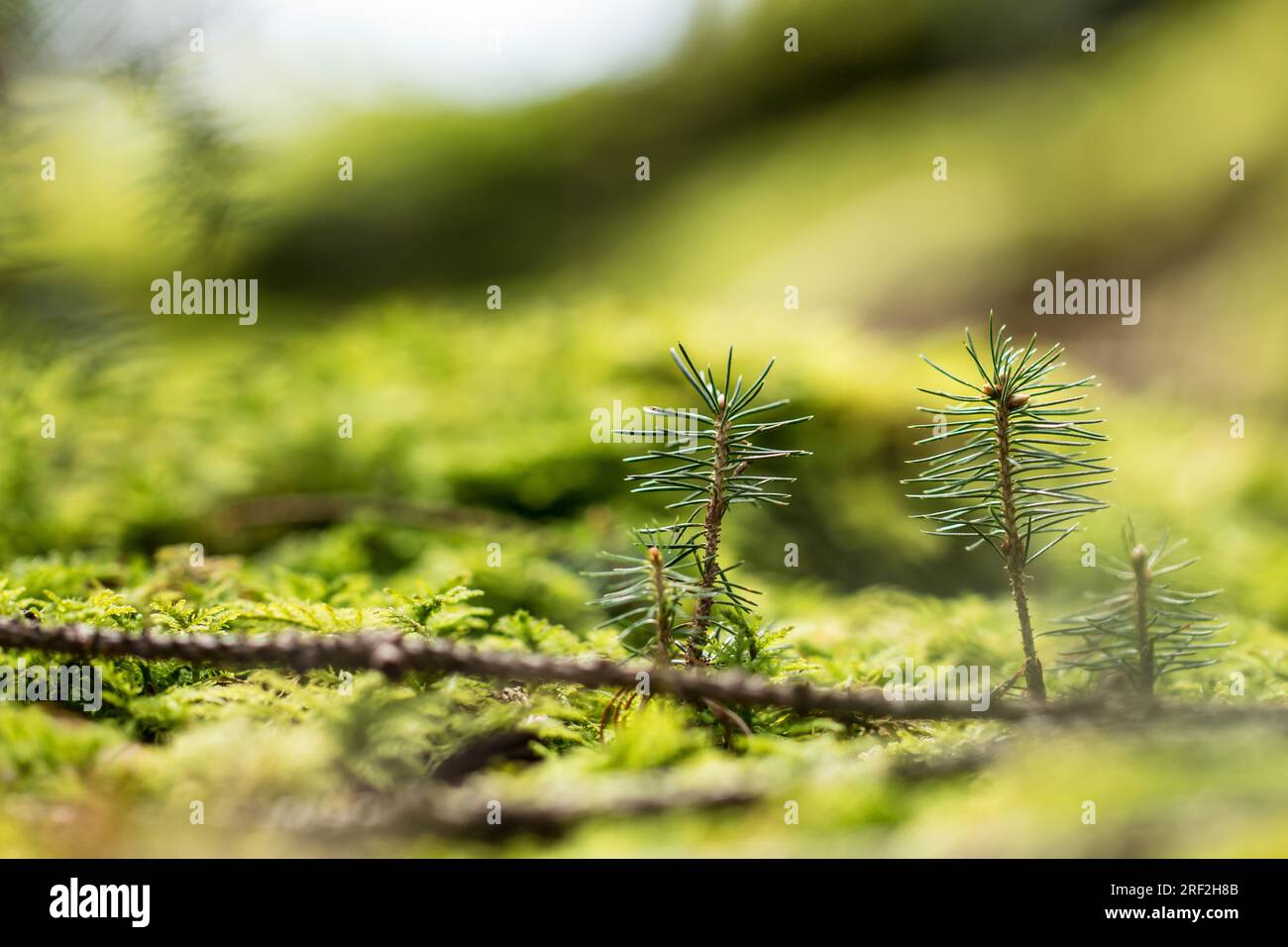 Norway spruce (Picea abies), young spruces on forestground, Germany Stock Photo