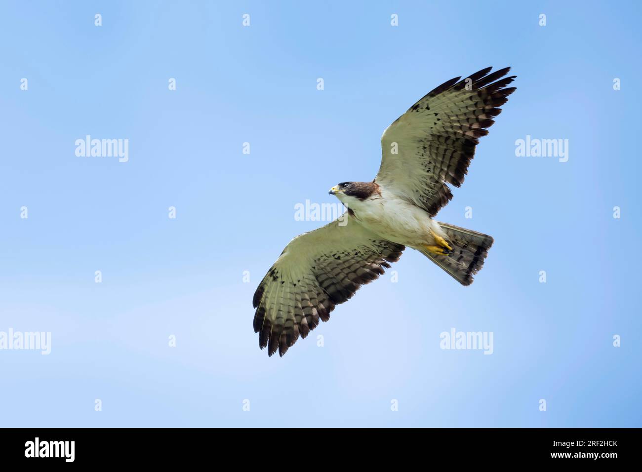 shorttailed hawk (Buteo brachyurus), in flight from below, USA
