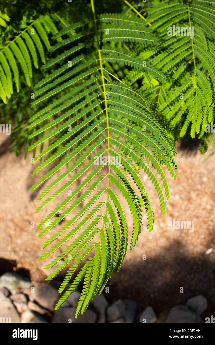 Green leaf in a beautiful garden Stock Photo - Alamy