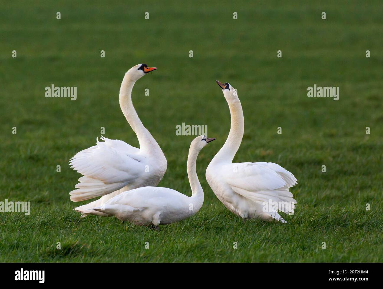 mute swan (Cygnus olor), Male and female Mute Swan (Cygnus olor