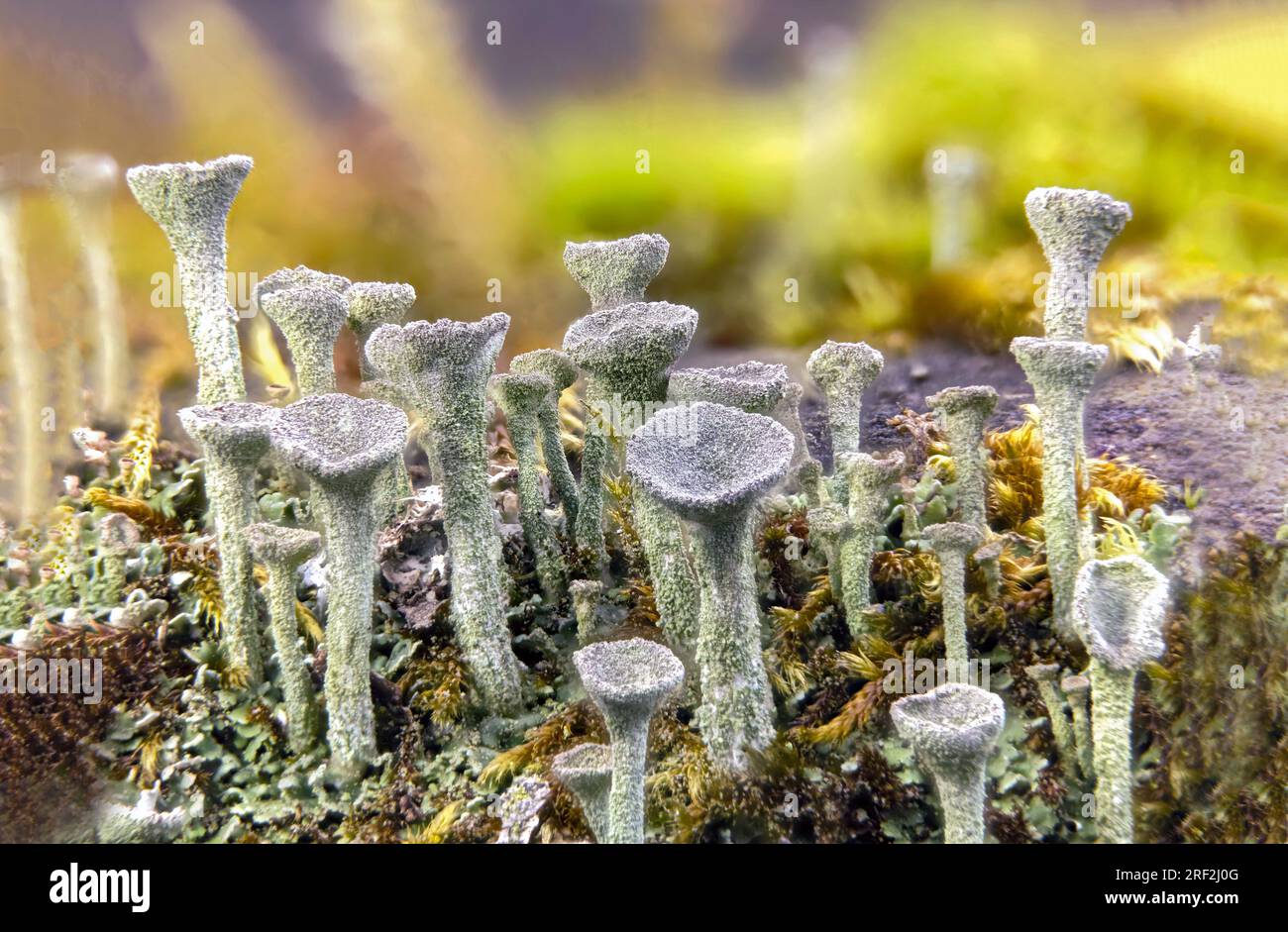 cup lichen (Cladonia spec.), podetia, close-up, Germany, Hesse Stock Photo