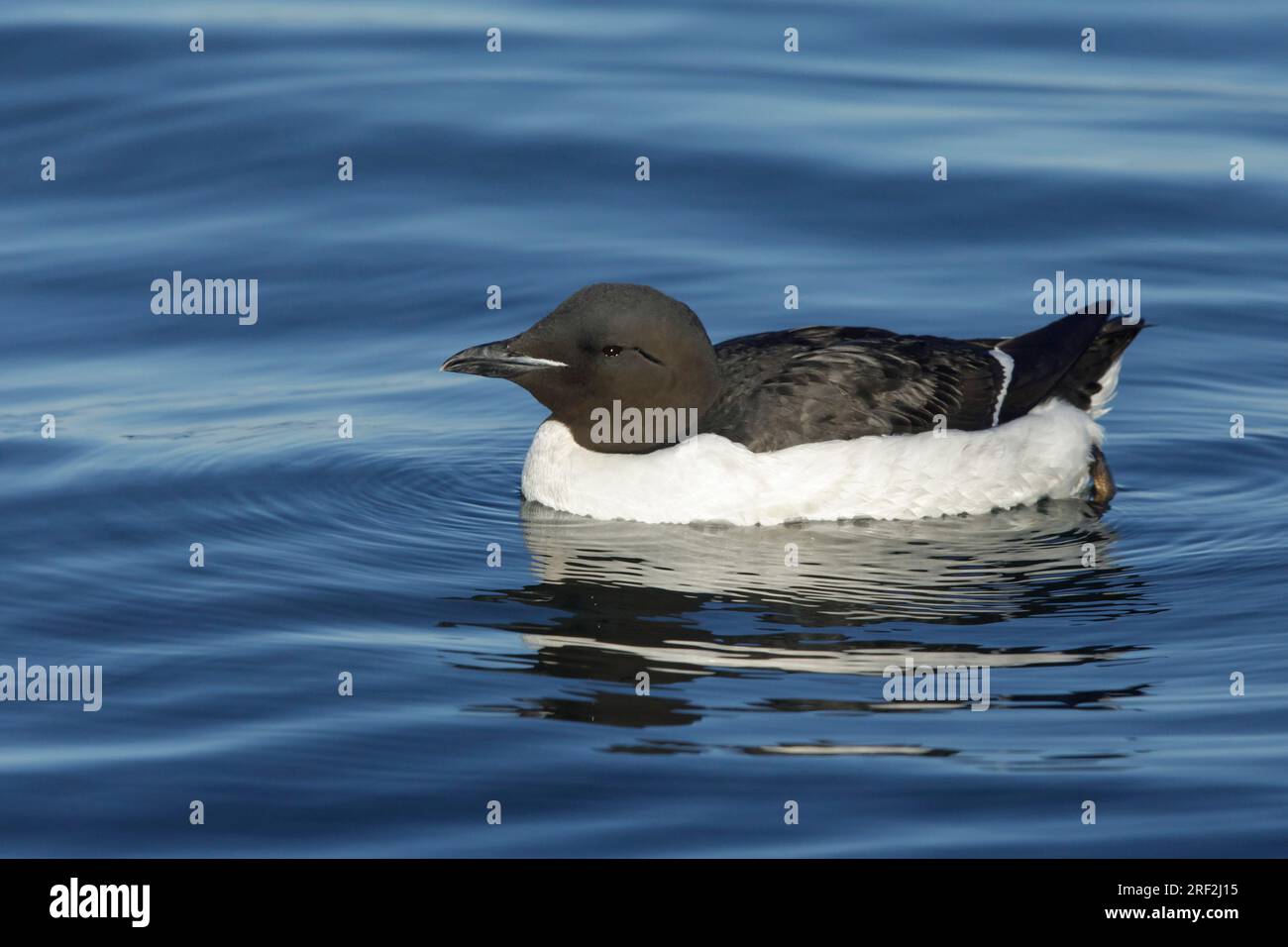 Bruennich's guillemot, Thick-billed Murre (Uria lomvia), adult swimming on the sea, USA, Alaska, Seward Peninsula Stock Photo