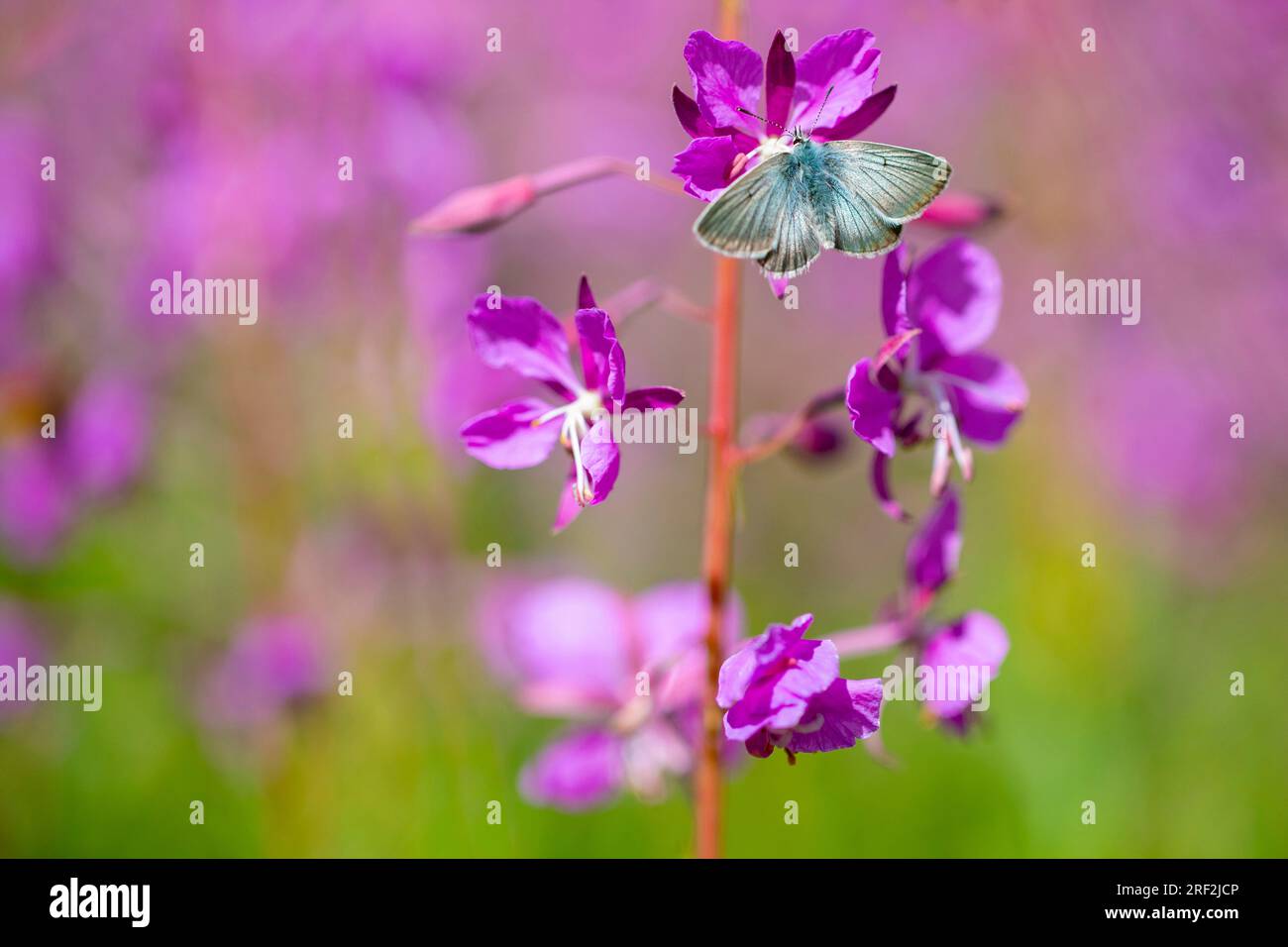 Silvery Argus (Aricia nicias), at a willowherb, dorsal view, Switzerland, Valais Stock Photo