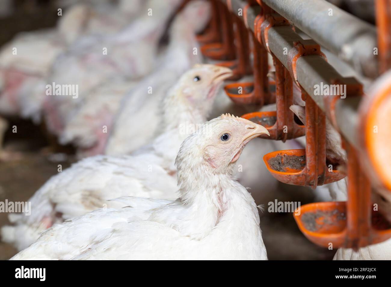 chicks of white broiler chicken at a poultry farm, raised to generate revenue from the sale of quality poultry meat chicken, genetically improved broi Stock Photo