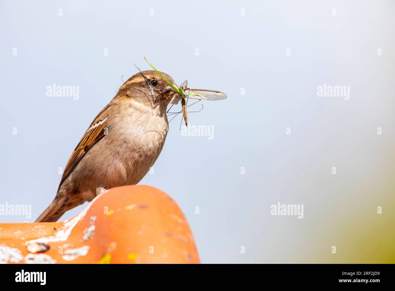 house sparrow (Passer domesticus), female on a roof with caught insect ...