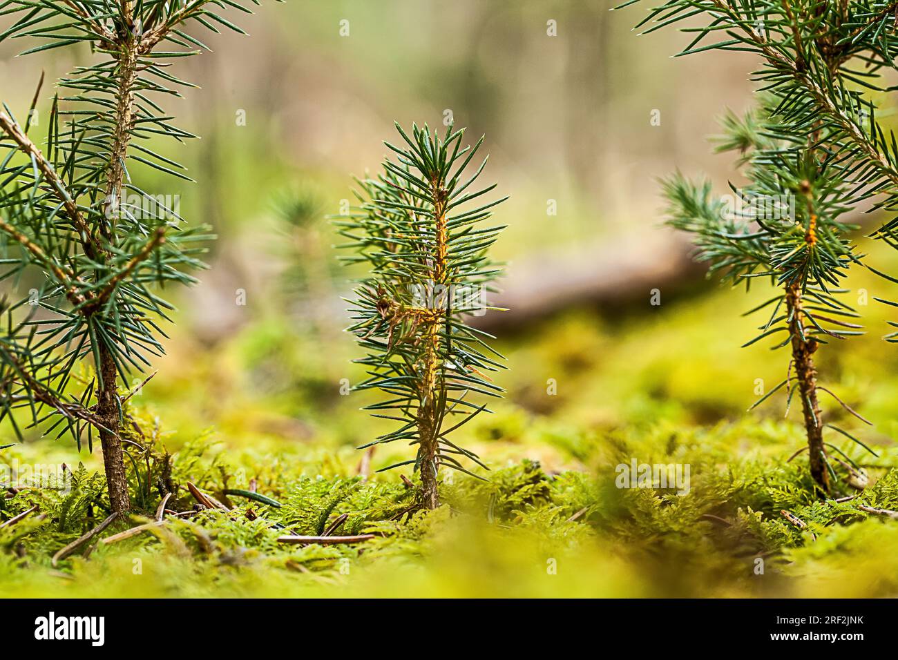 Norway spruce (Picea abies), young spruces on forestground, Germany Stock Photo