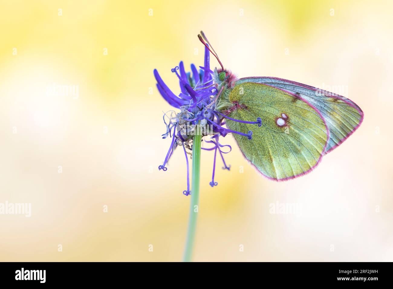 Mountain clouded yellow (Colias phicomone), sitting at a blossom, side view, Switzerland, Valais Stock Photo