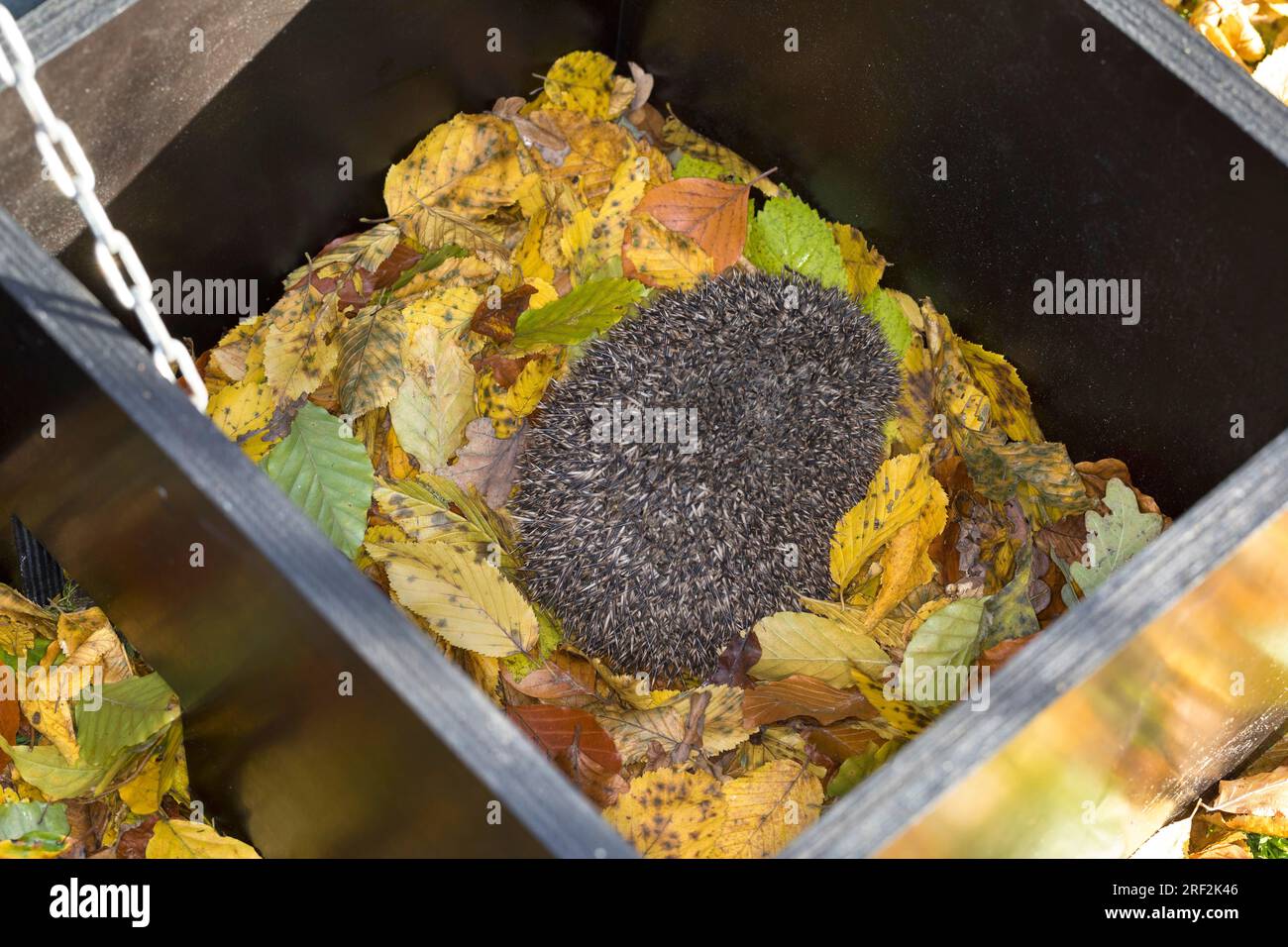 Western hedgehog, European hedgehog (Erinaceus europaeus), in an open house to sleep, self-made box for hibernation or as a hiding place for the day Stock Photo