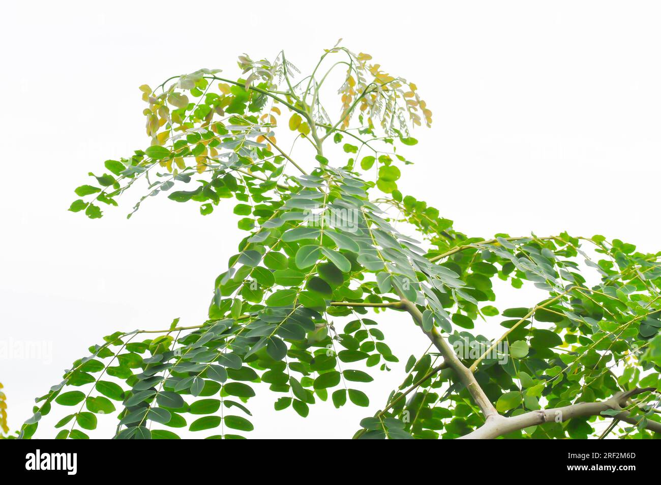Adenanthera pavonina L or Leguminosae Mimosoideae or Red sandalwood tree or Coralwood tree or Sandalwood tree or Bead tree and sky background Stock Photo