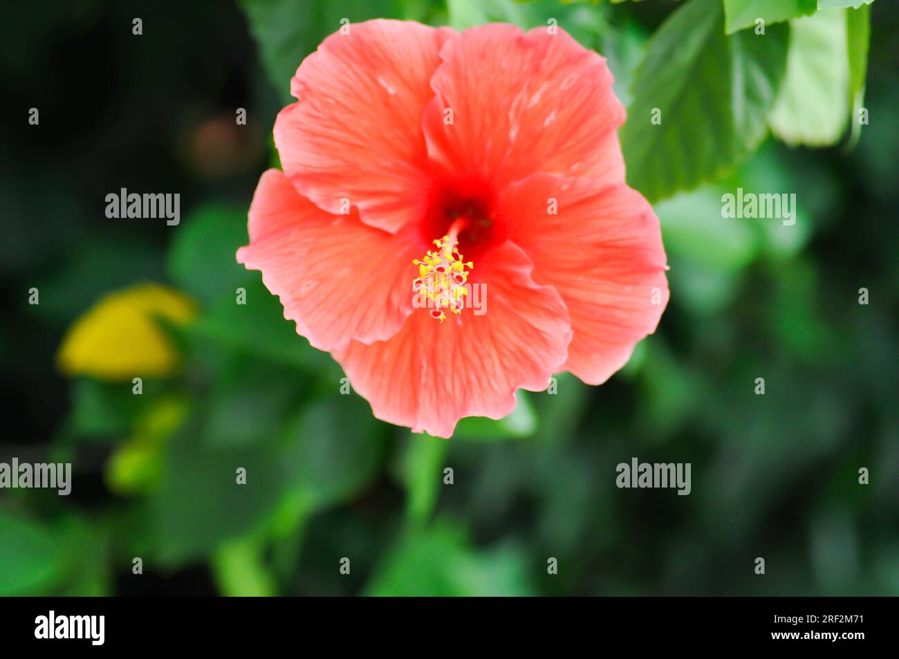 red hibiscus flower or Chinese rose or Hibiscus flower Stock Photo