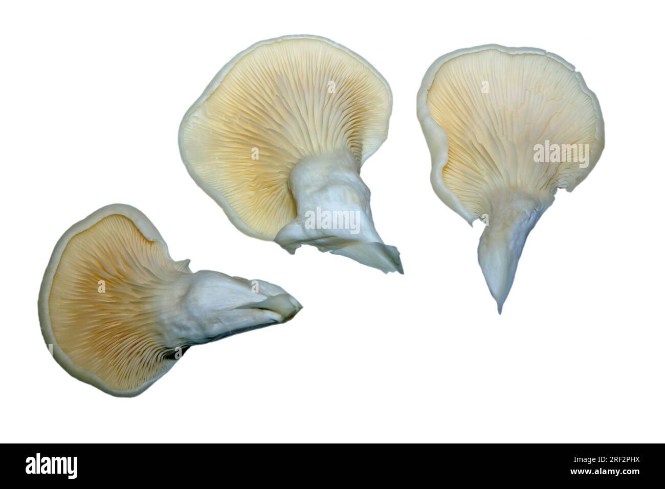 https://c8.alamy.com/comp/2RF2PHX/a-kind-of-mushroom-close-up-of-pictures-on-a-simple-background-2RF2PHX.jpg