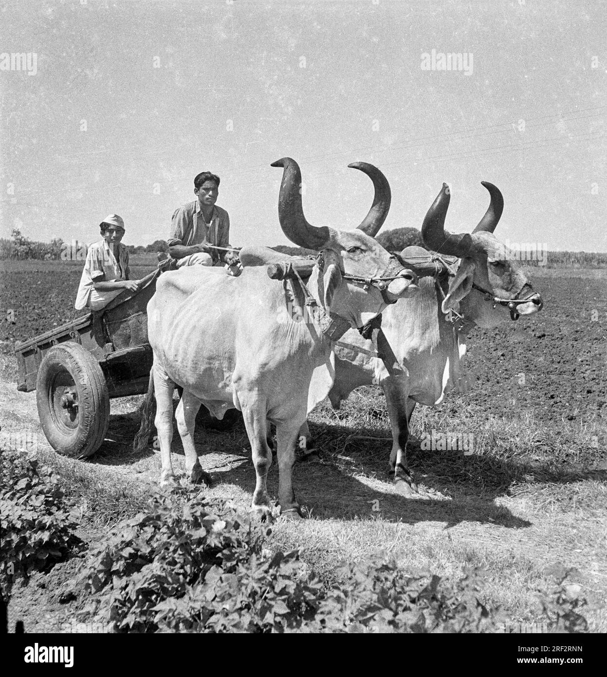 old vintage black and white 1900s picture of Indian man field bullock cart India 1940s Stock Photo