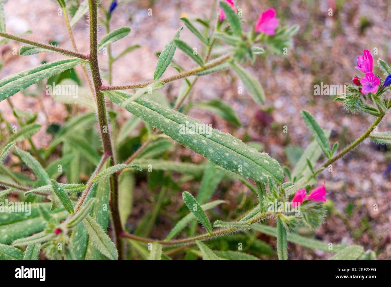 Echium sabulicola, Sand Viper's Bugloss Stock Photo