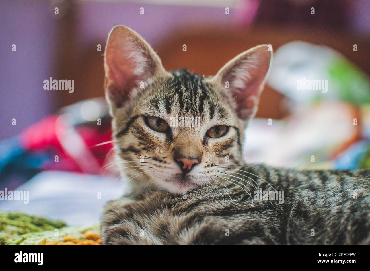Gato malhado hires stock photography and images Alamy