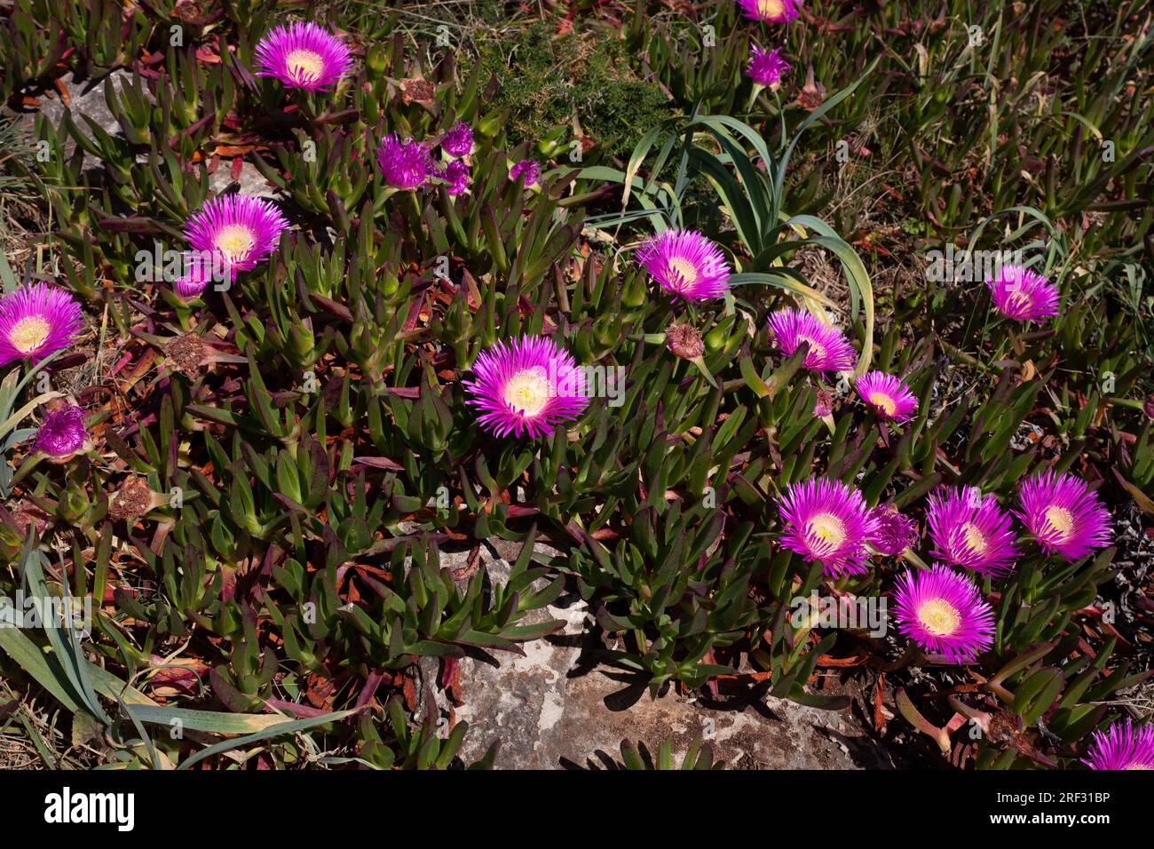 Pink wild flowers Carpobrotus with green succulent leaves growing in Portugal Stock Photo