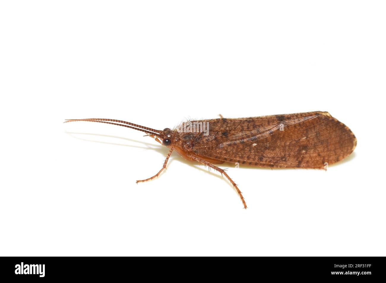 Brown caddisfly trichoptera on white background Stock Photo