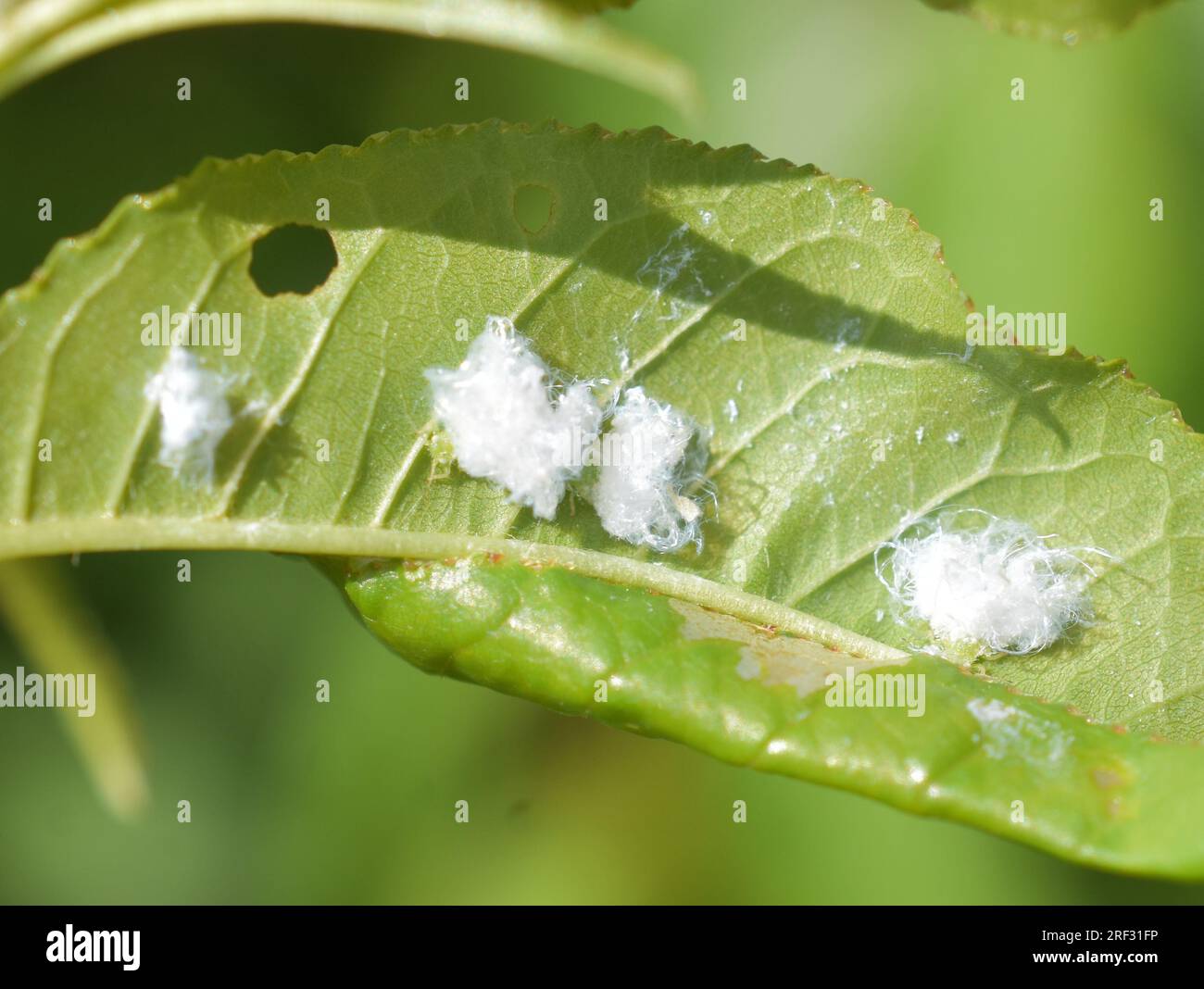 The white waxy psyllid nymph Psylla alni pest insect on leaf Stock Photo