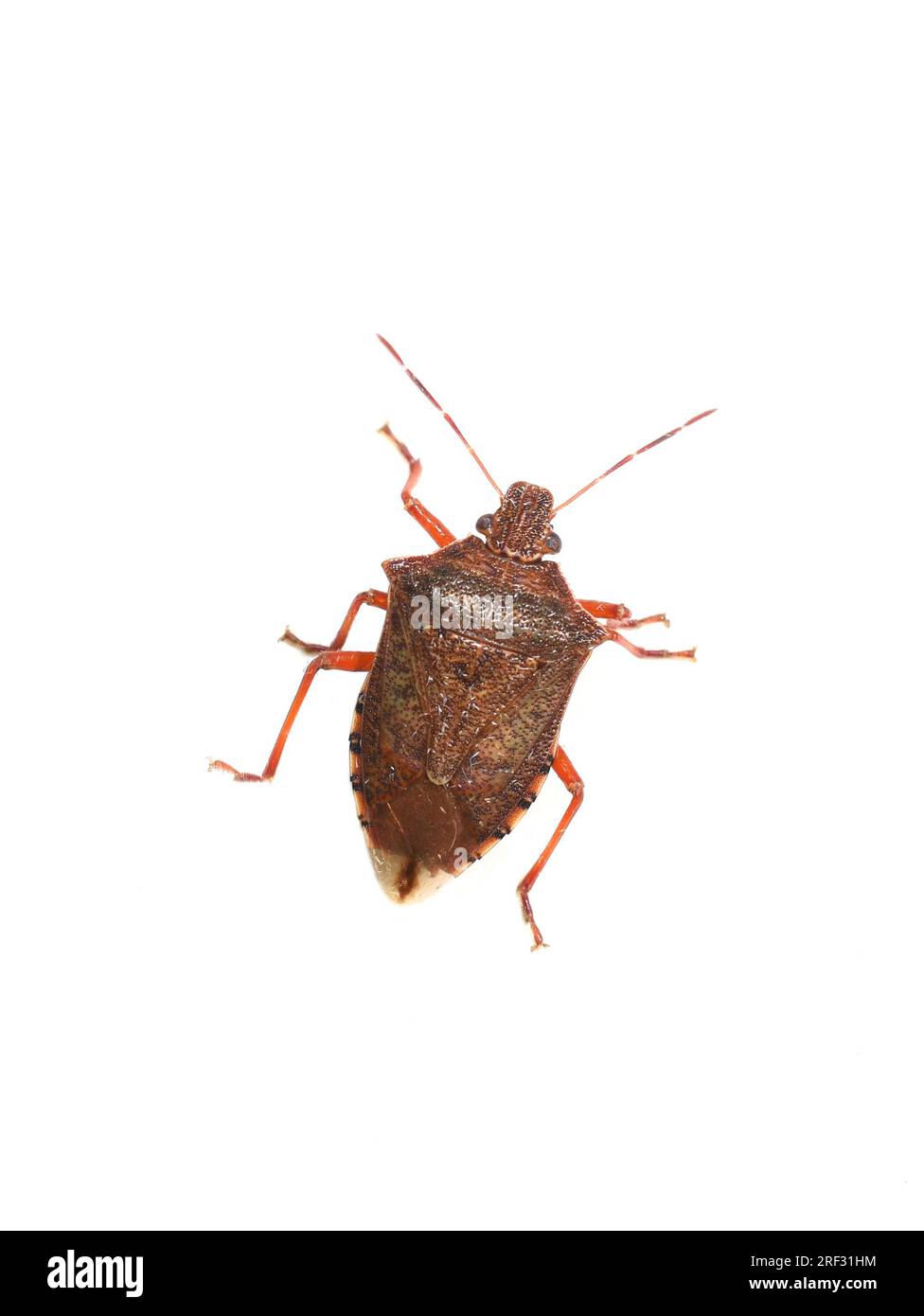Predatory spined soldier bug Podisus maculiventris on white background Stock Photo