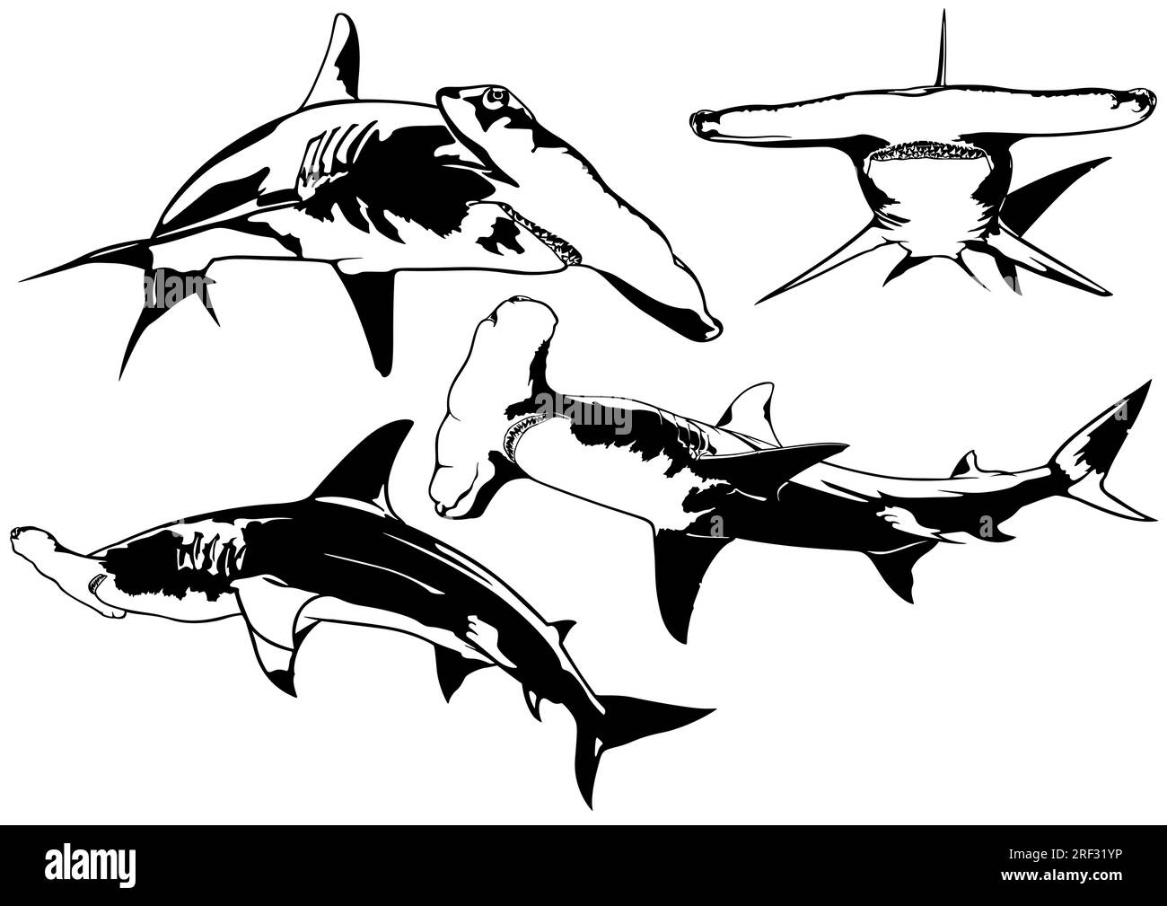 Set of Drawings with Hammerhead Shark Stock Vector