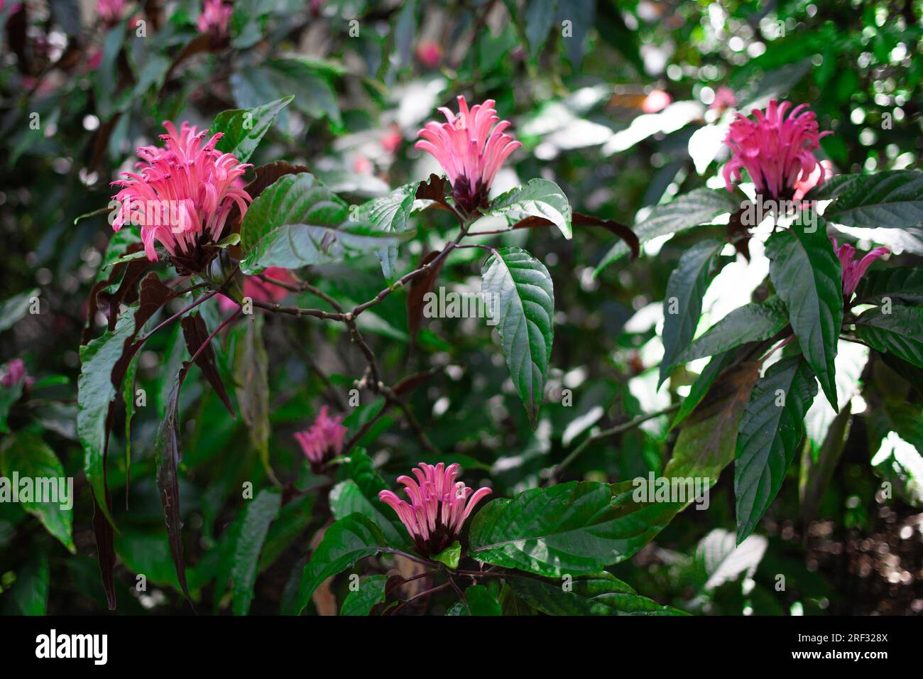 Justicia carnea, the Brazilian plume flower, Brazilian-plume, flamingo flower, jacobinia Stock Photo