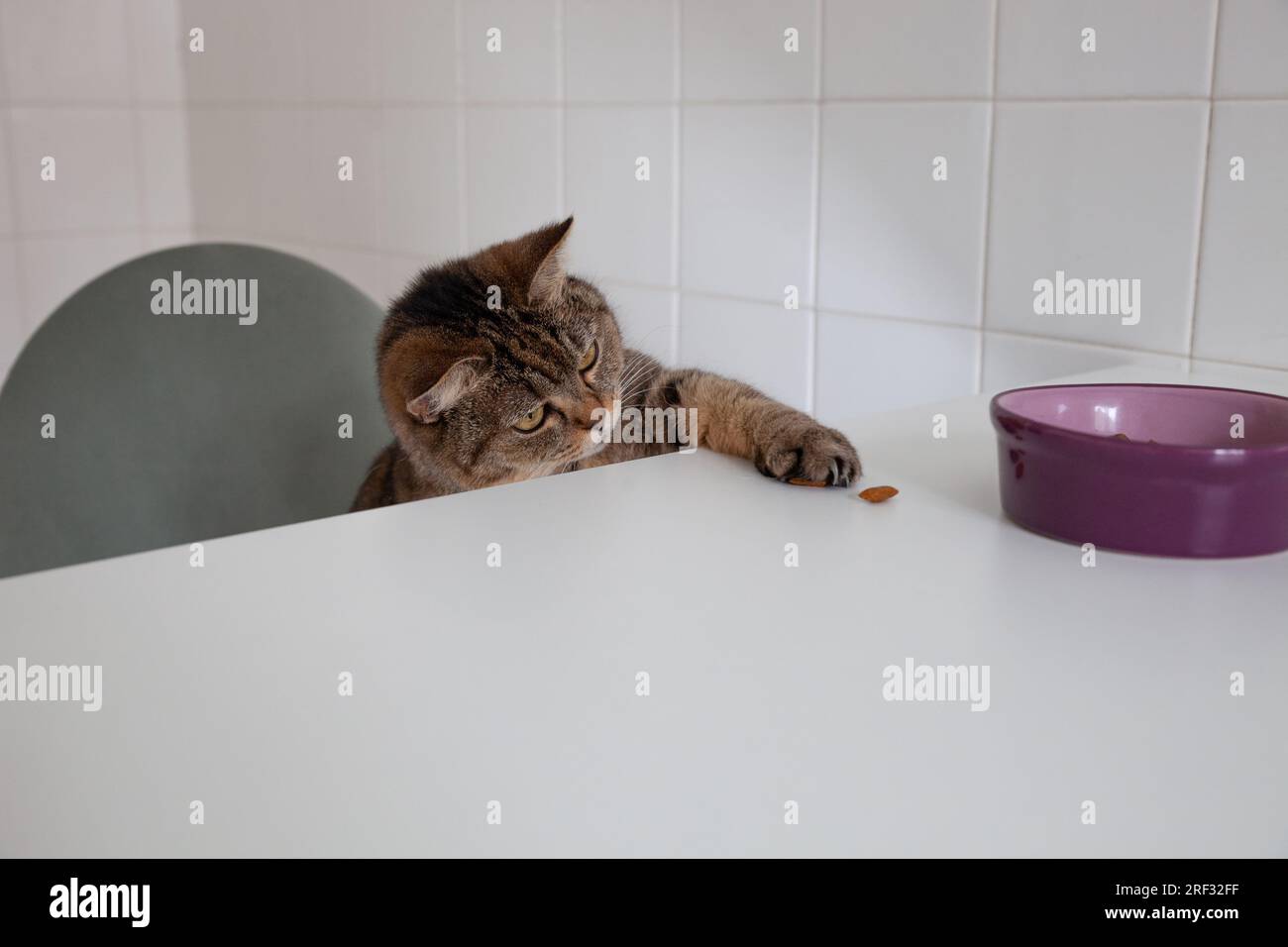 Cat stealing food from a kitchen table Stock Photo Alamy