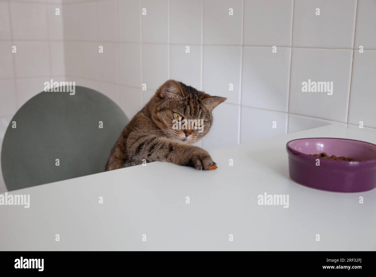 Cat stealing food from a kitchen table Stock Photo Alamy