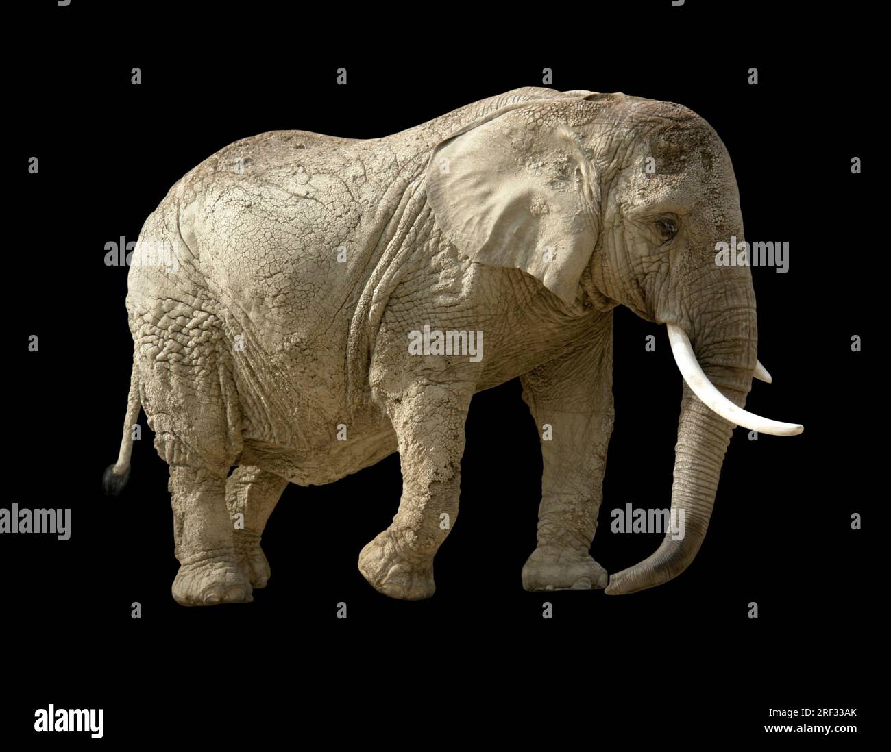 african elephant in black back Stock Photo
