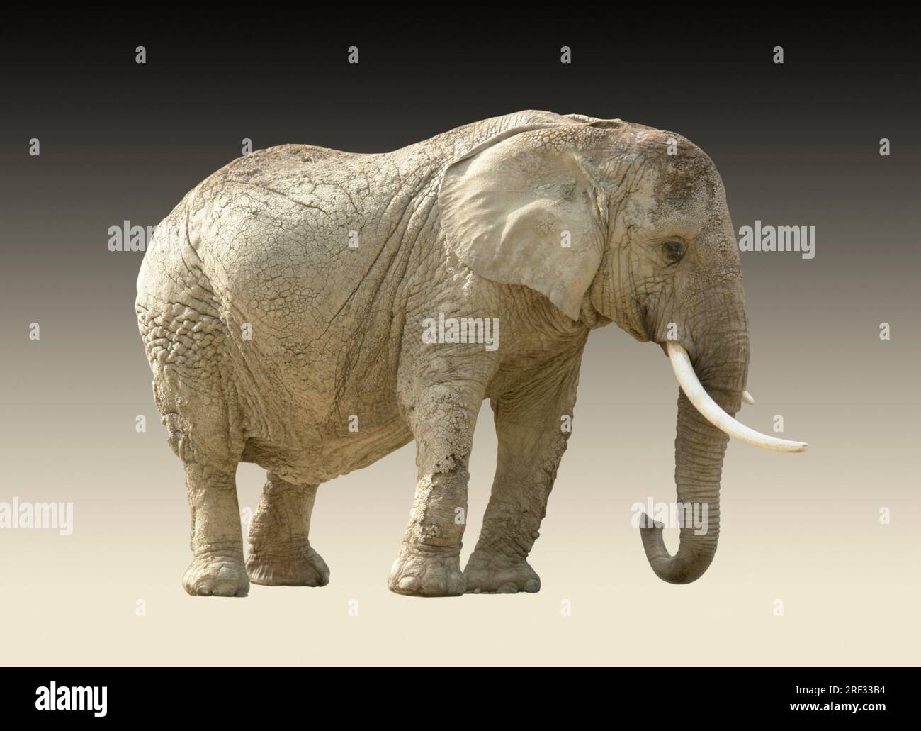african elephant isolated in gradient back Stock Photo