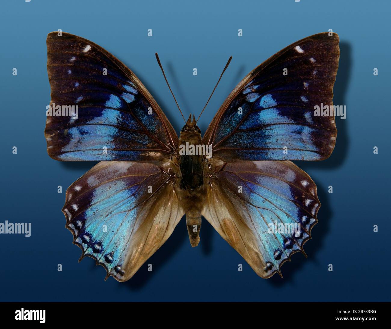 studio photography of a blue and black butterfly with spread wings in ...