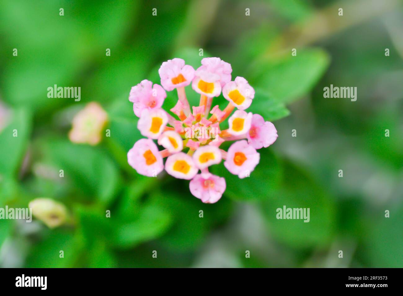 Lantana camara L, Cloth of gold or Hedge flower, Lantana or Weeping lantana or White sage or VERBENACEAE or pink flower Stock Photo
