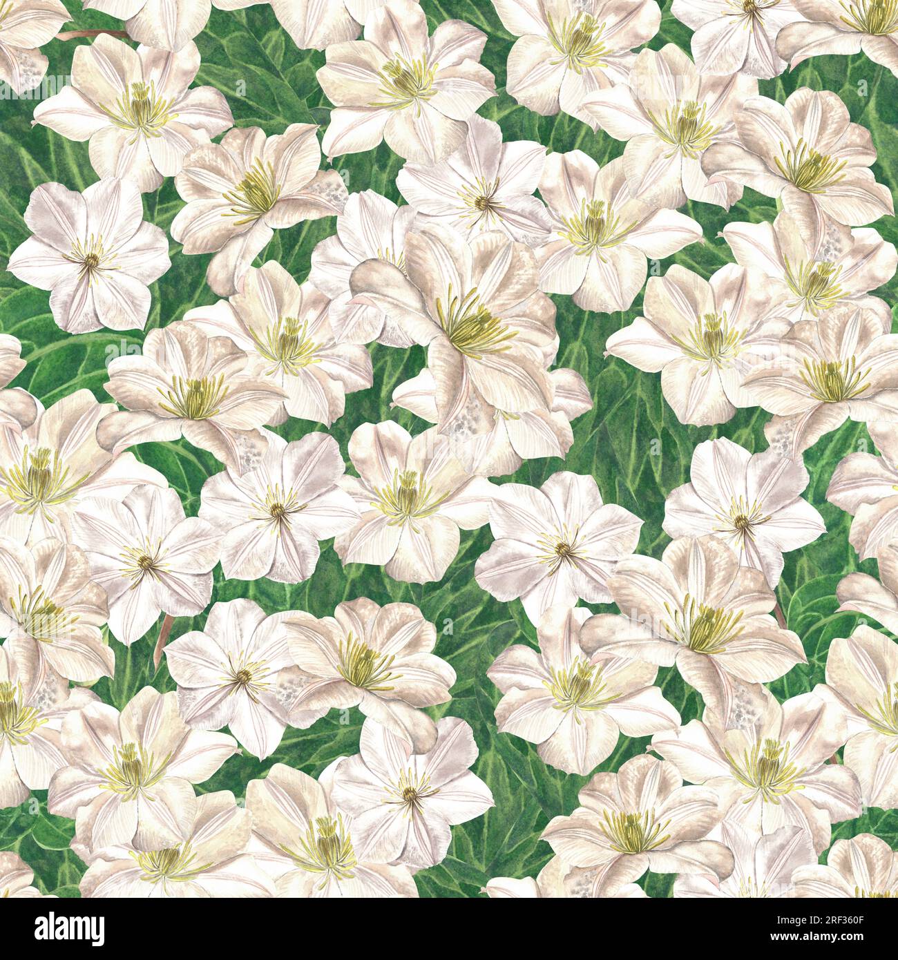 Watercolor illustration of clematis flowers. Seamless dense pattern made by hand Stock Photo