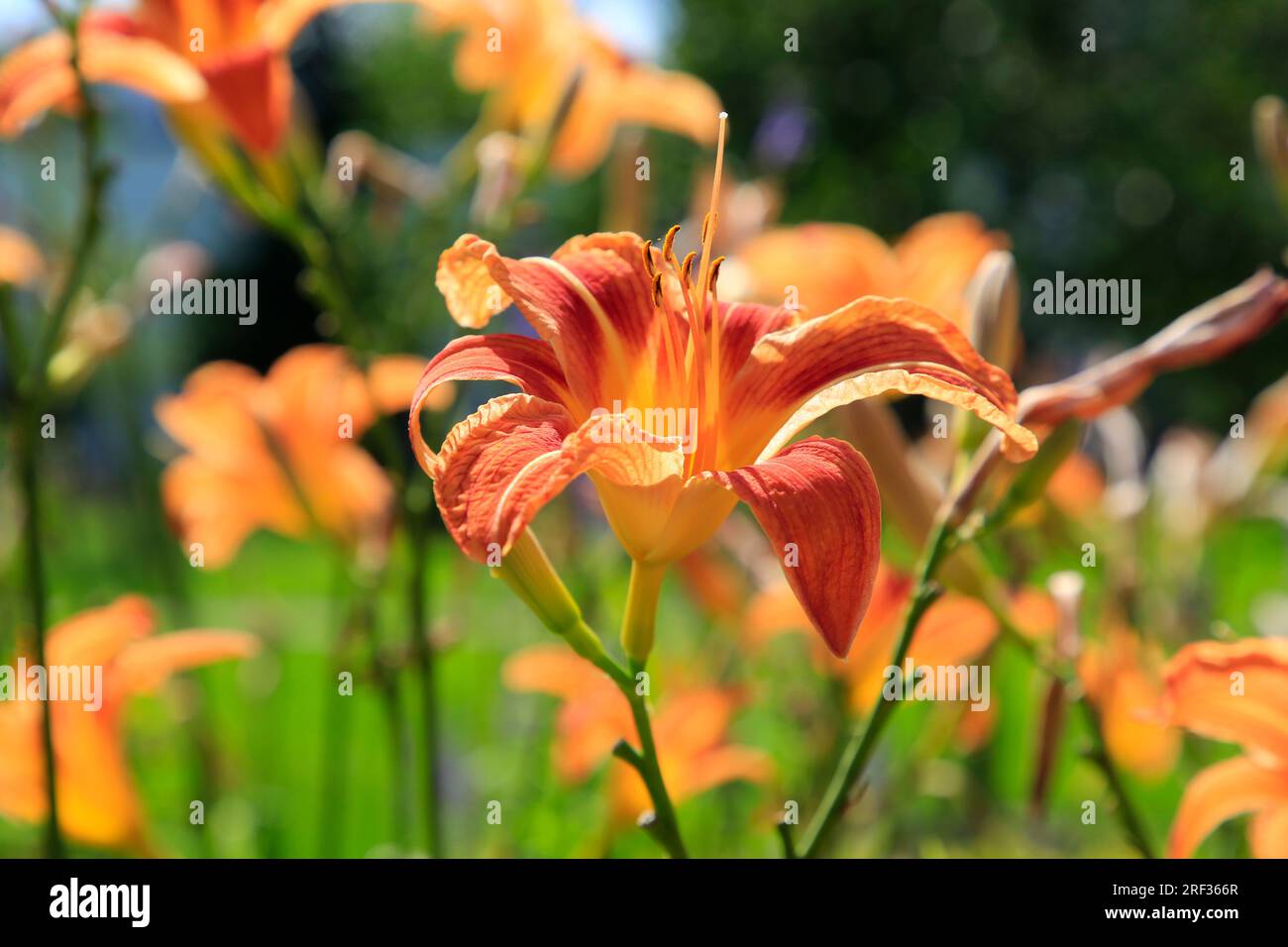 Orange Daylily or Day Lily, Hemerocallis, growing in the park on a sunny day of summer. Stock Photo