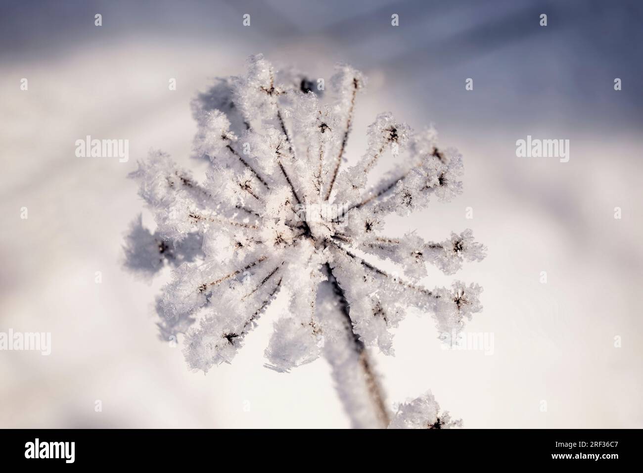 Hoarfrost or advection frost over Anthriscus sylvestris, Cow parsley plant on a winter morning. Stock Photo