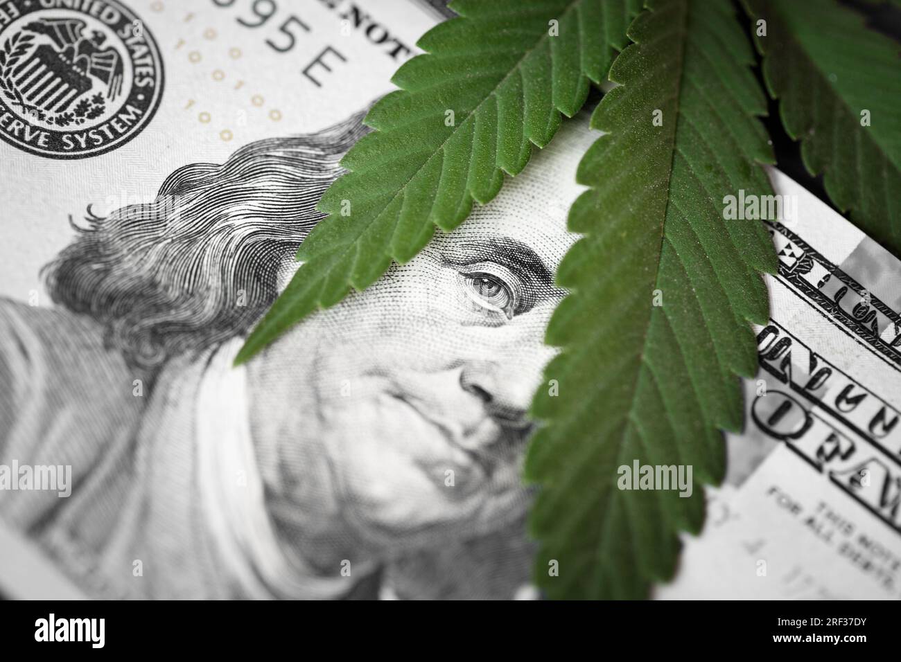 Money and marijuana. Concept of business, medicine and selling hemp, drugs. Hundred dollar bill of the USA Franklin. Stock Photo