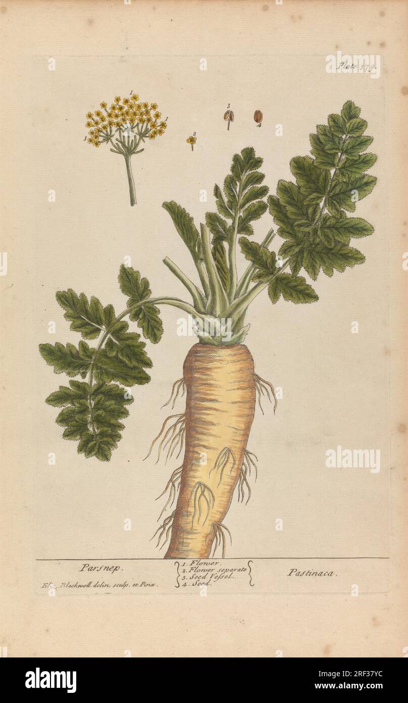 Pastinaca (Parsnip), Plate 379 from 'A Curious Herbal', volume II, London, 1737 1737 by Elizabeth Blackwell Stock Photo