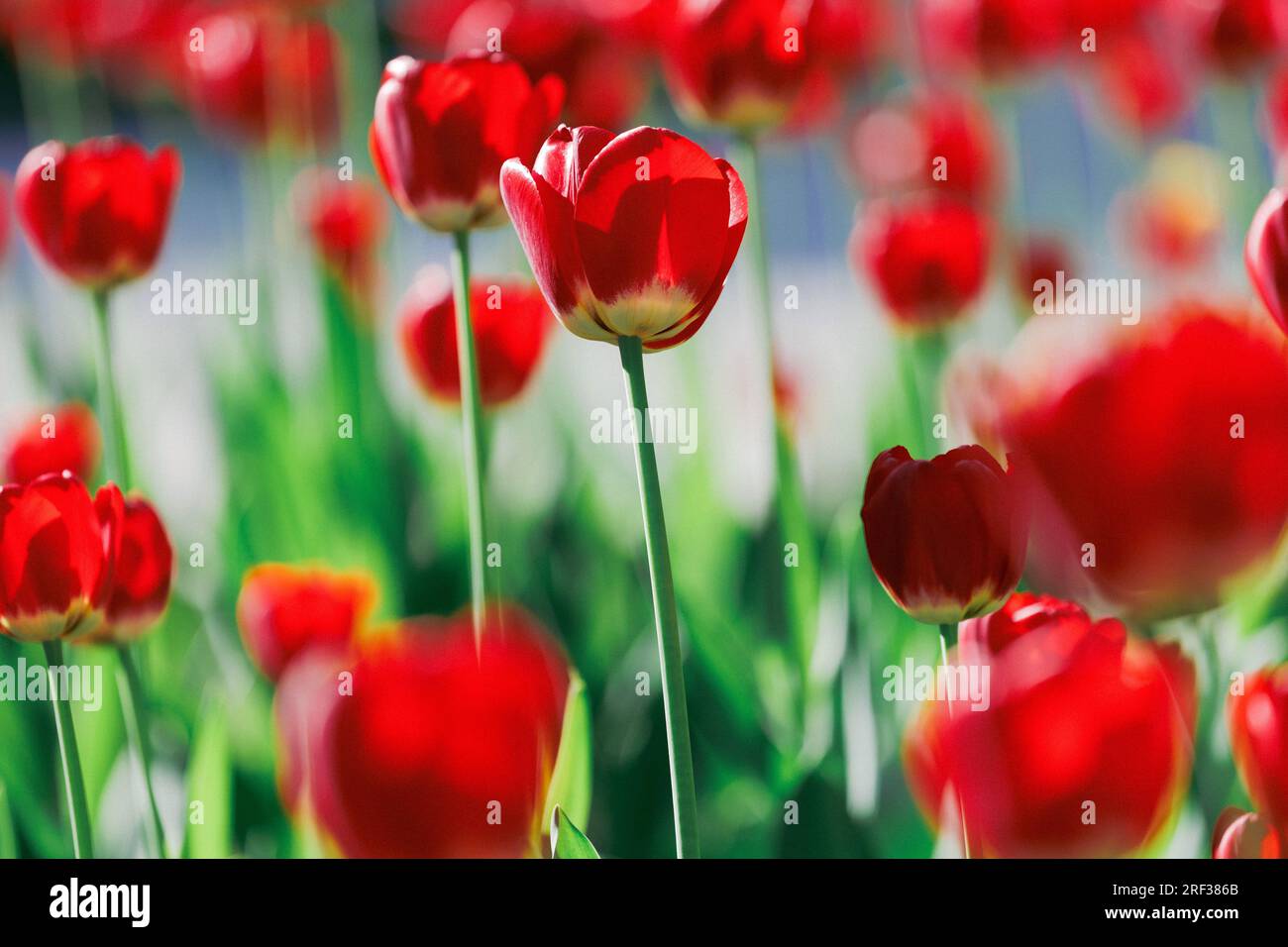 Beautiful red tulips flowerbed closeup. Flower background Stock Photo