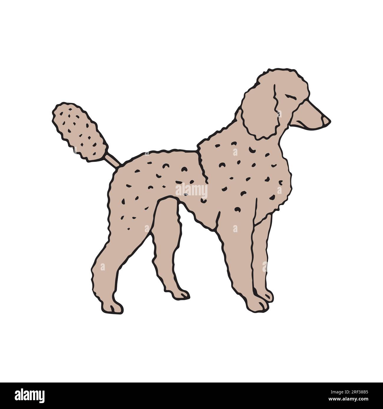 Vector hand drawn doodle sketch colored poodle dog isolated on white ...