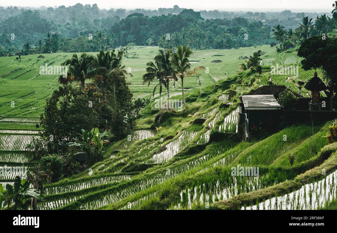 Top view of rice terrace with water. Landscape photo of rice plantation, balinese agriculture field Stock Photo
