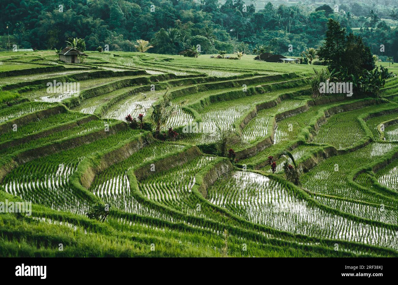 Top view of rice terrace with water. Landscape photo of rice plantation, balinese agriculture field Stock Photo
