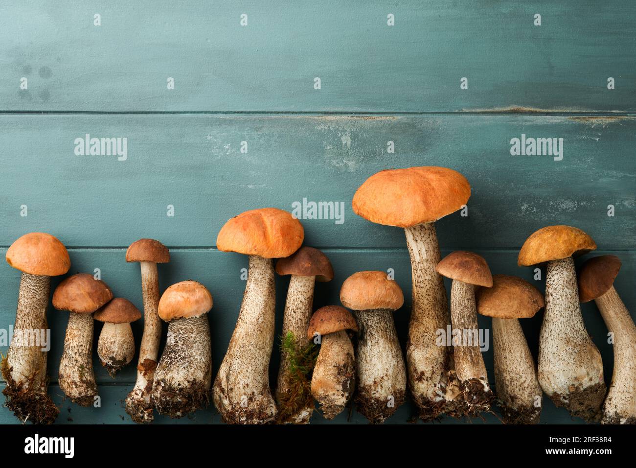 Porcini mushroom or mushroom an orange-cap boletus on old rustic wooden table backgrounds. Organic forest food. Autumn harvest concept. Edible fresh p Stock Photo