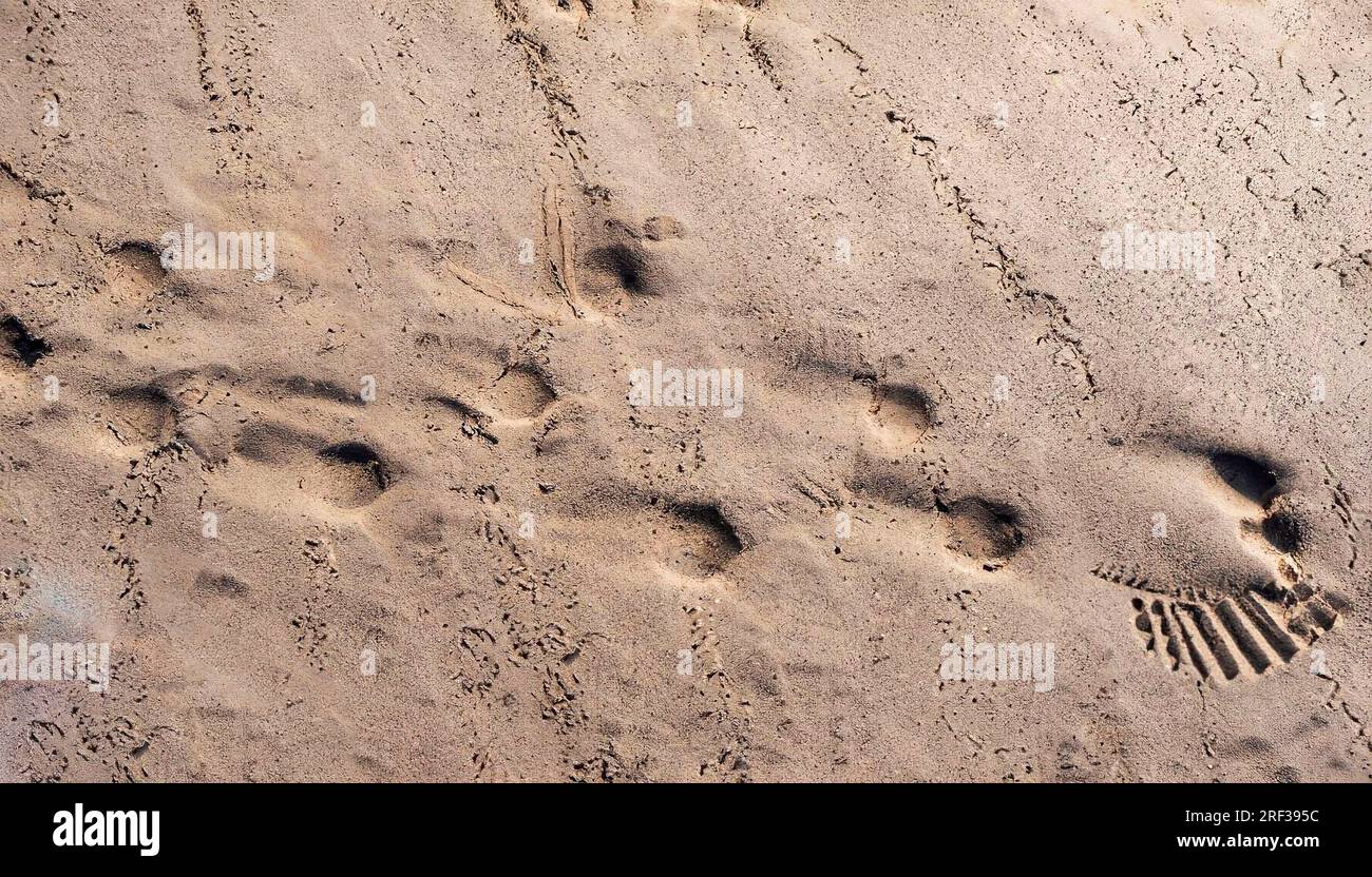 A vertical high angle shot of natural traces on the sand Stock Photo
