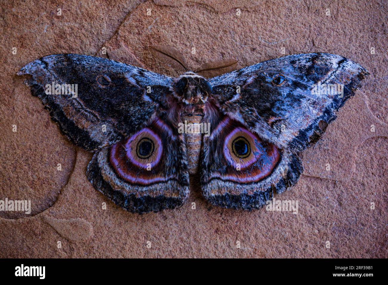 Realistic Paper Luna Moth, Double-sided, Faux Butterfly Papercut