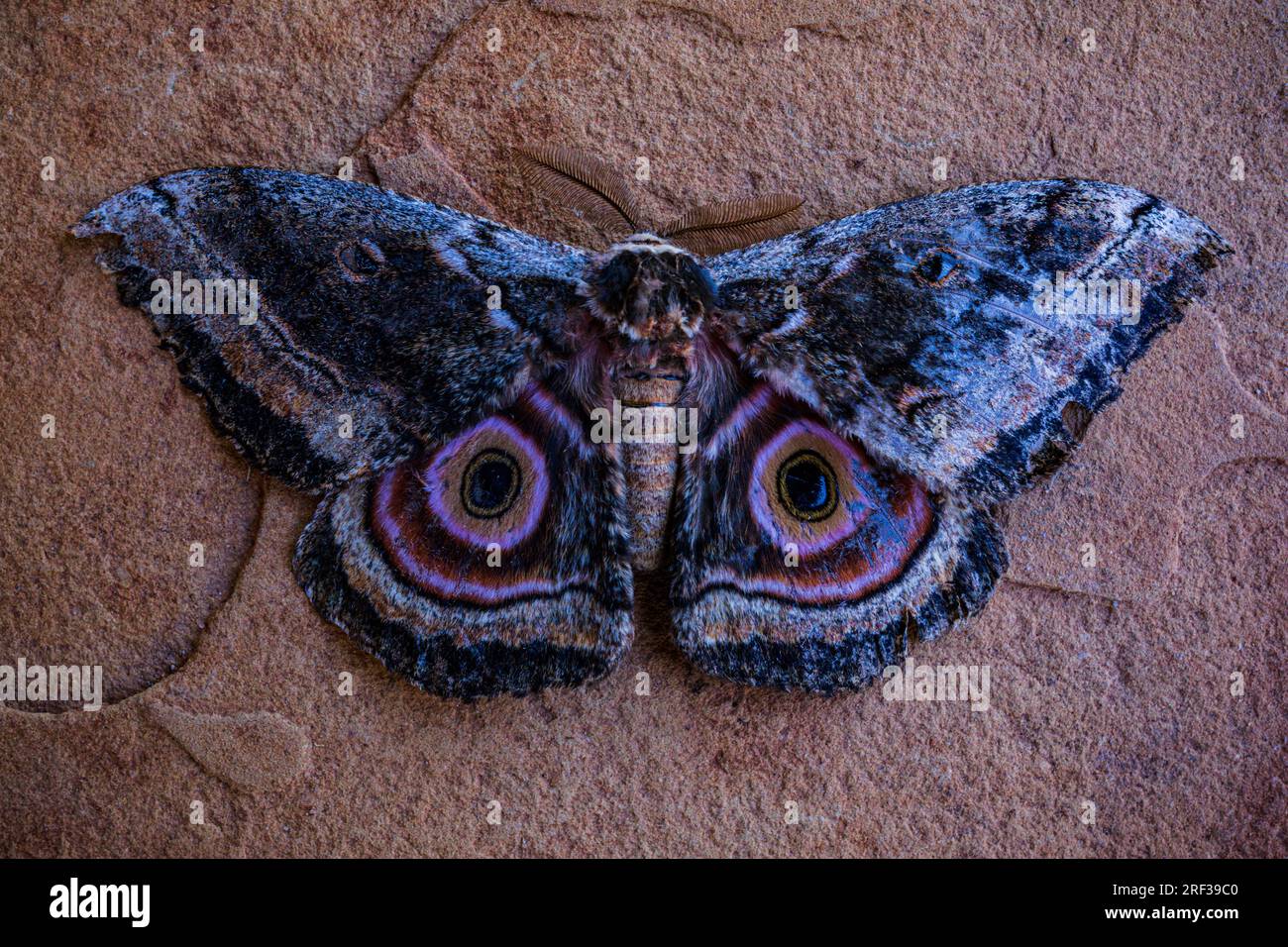 Beautiful Butterfly Month With eyes Spot Mimicryon The Wings Stock Photo