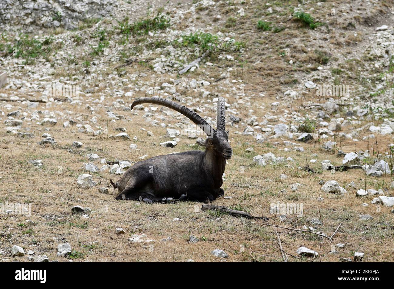 Ernstbrunn, Weinviertel, Lower Austria, Austria. July 29, 2023. Alpine ibex (Capra ibex) in the Ernstbrunn Wildlife Park Stock Photo