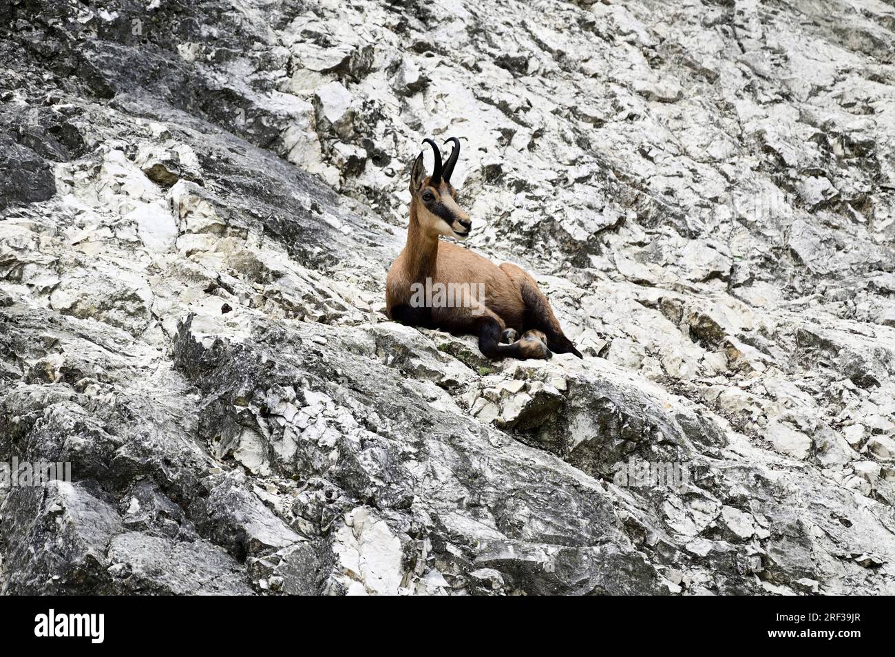 Ernstbrunn, Weinviertel, Lower Austria, Austria. July 29, 2023. Chamois (Rupicapra rupicapra) in the Ernstbrunn Wildlife Park Stock Photo