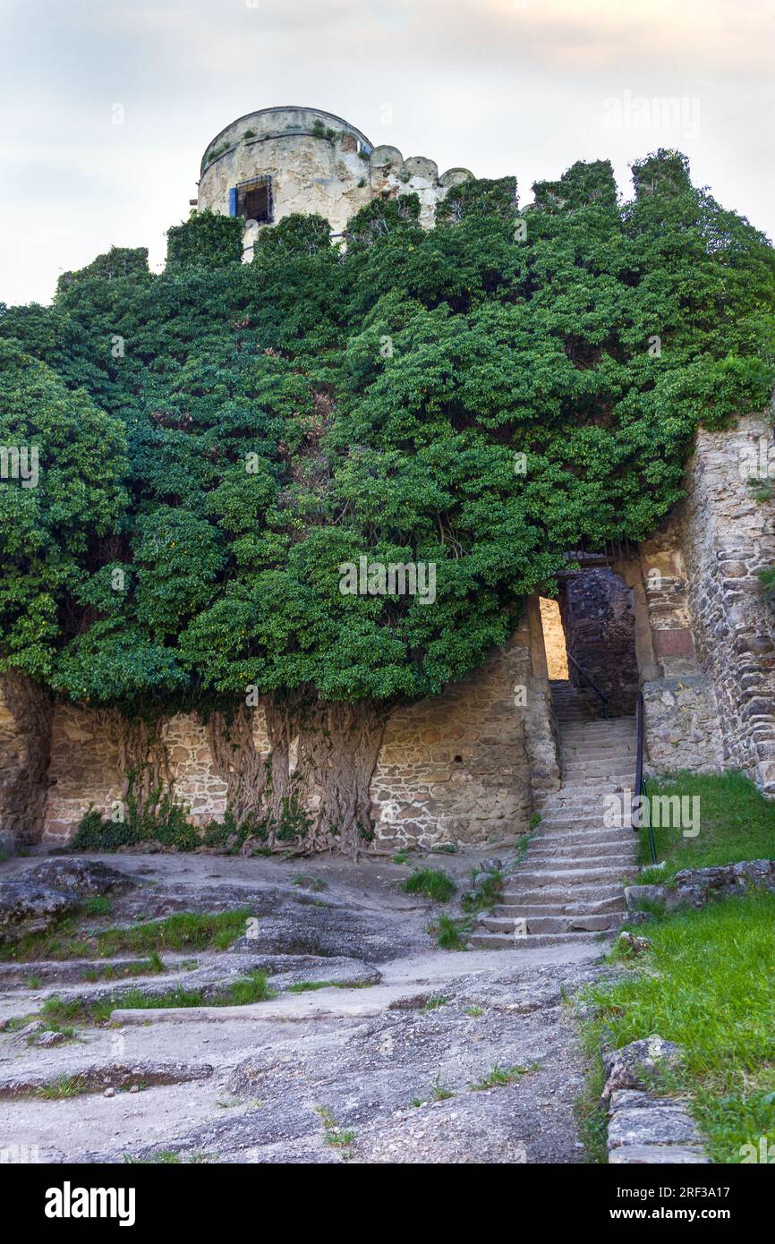 Courtyard with a wall covered with tangled tree roots in medieval castle Chojnik in Poland Stock Photo