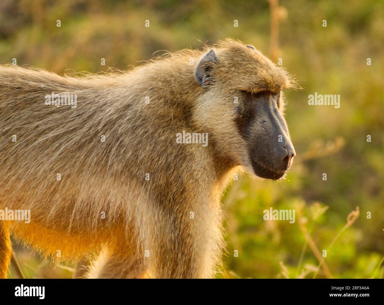 Male baboon in grassland, Tanzania Stock Photo - Alamy