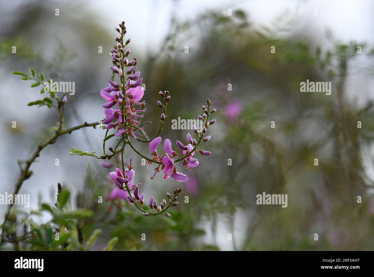Pink flowers of Australian native Indigofera australis, family Fabaceae, on a frosty wet winter morning in Sydney, New South Wales Stock Photo