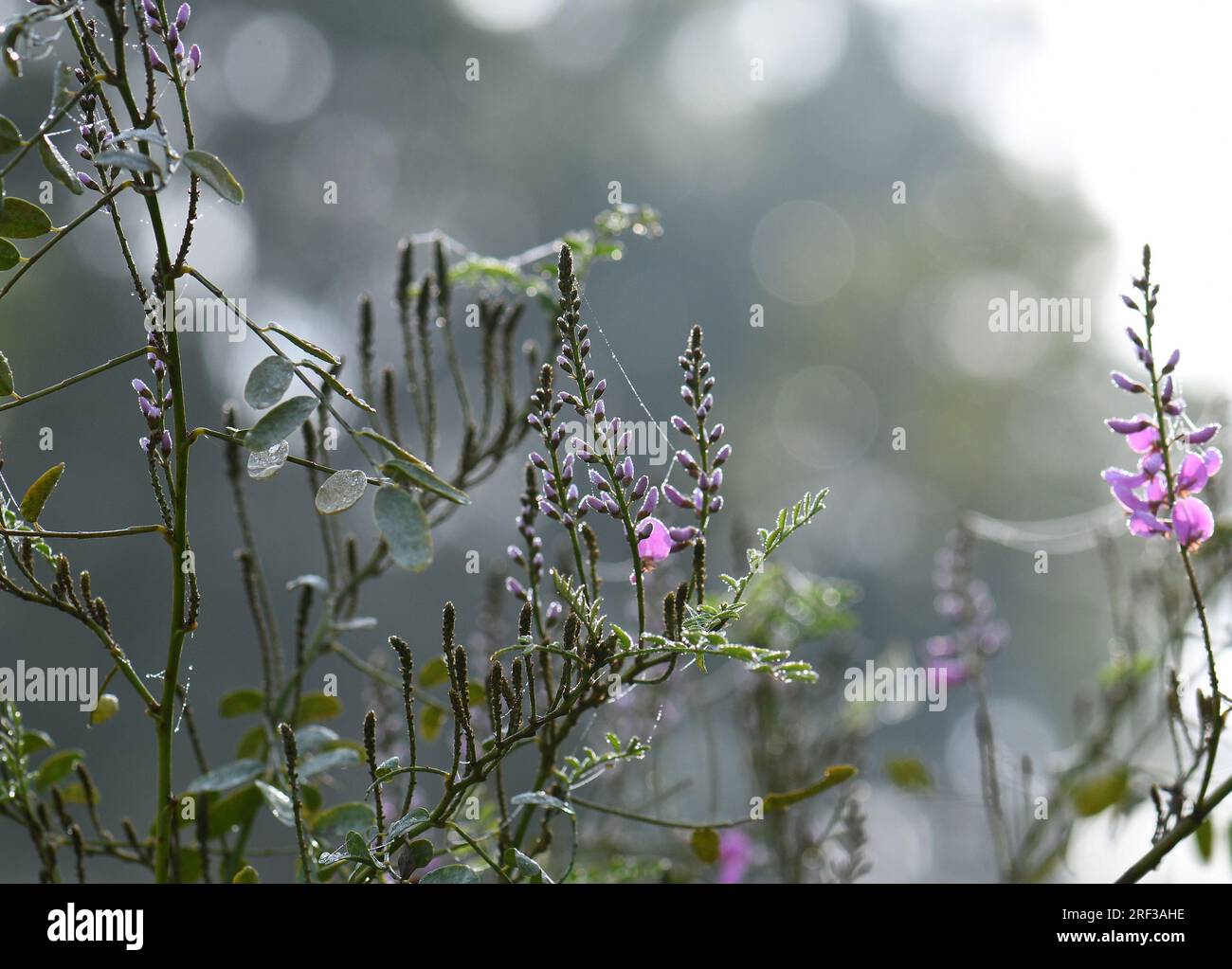Rain drops on pink flowers of Australian native Indigofera australis, family Fabaceae on a winter morning in Sydney, New South Wales. Stock Photo